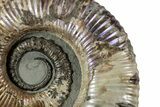Purple Iridescent Ammonite (Proaustraliceras) Fossil - Russia #228163-1